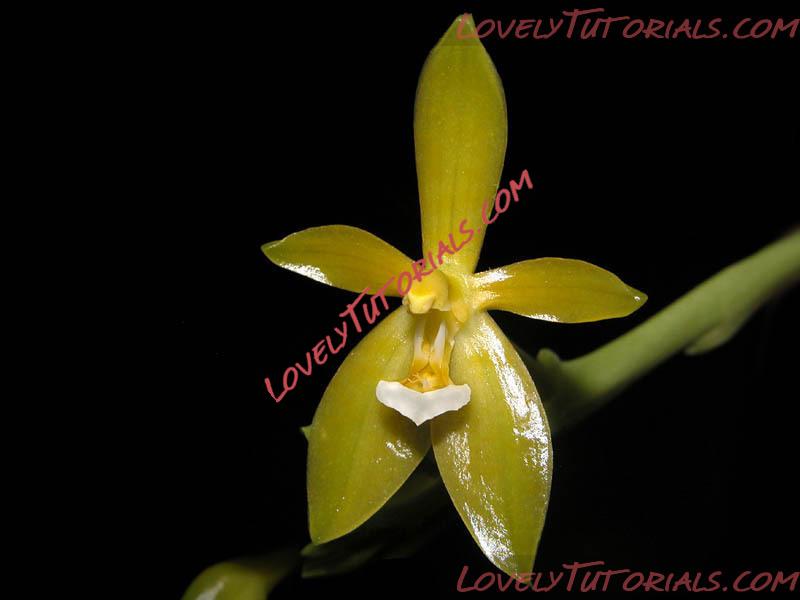 Название: Phalaenopsis cornu-cervi alba.jpg
Просмотров: 0

Размер: 45.7 Кб