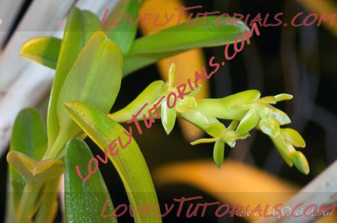 Название: Phalaenopsis cornu-cervi alba3.jpg
Просмотров: 0

Размер: 55.1 Кб