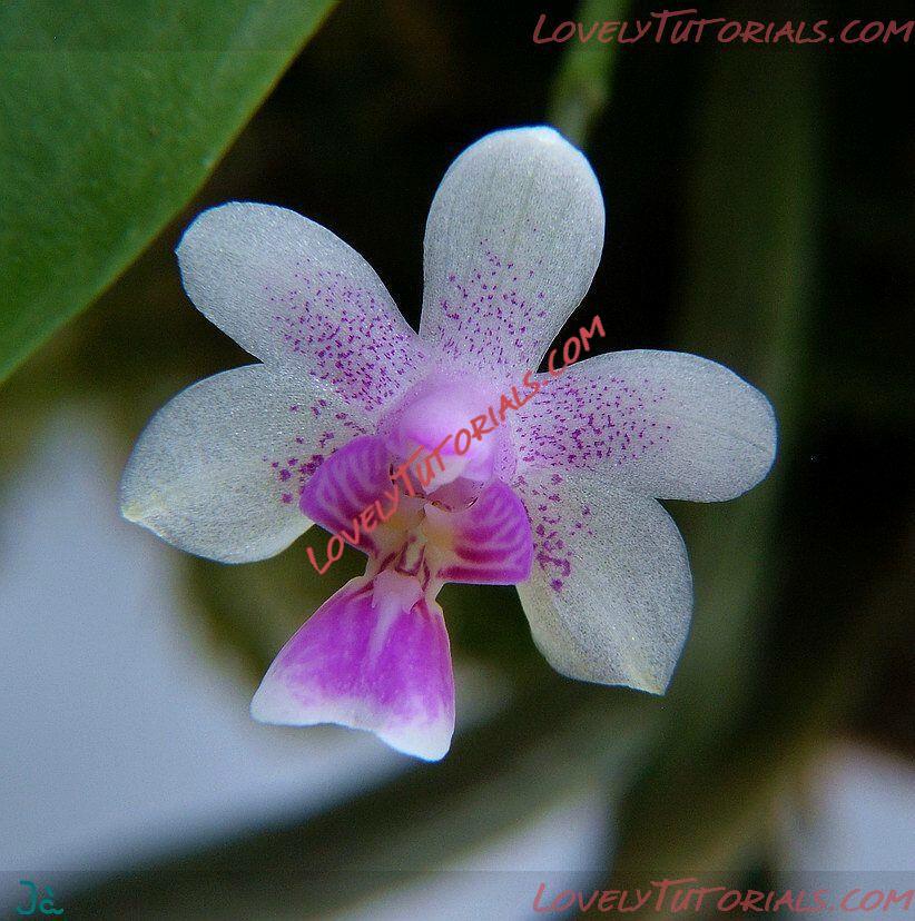 Название: Phalaenopsis deliciosa.jpg
Просмотров: 0

Размер: 113.1 Кб