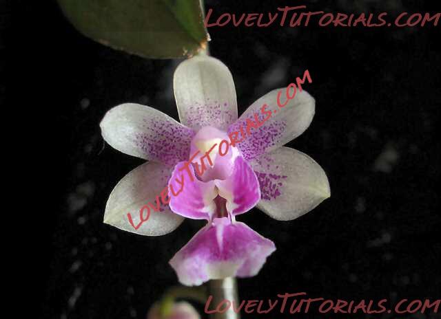 Название: Phalaenopsis deliciosa2.jpg
Просмотров: 0

Размер: 71.8 Кб