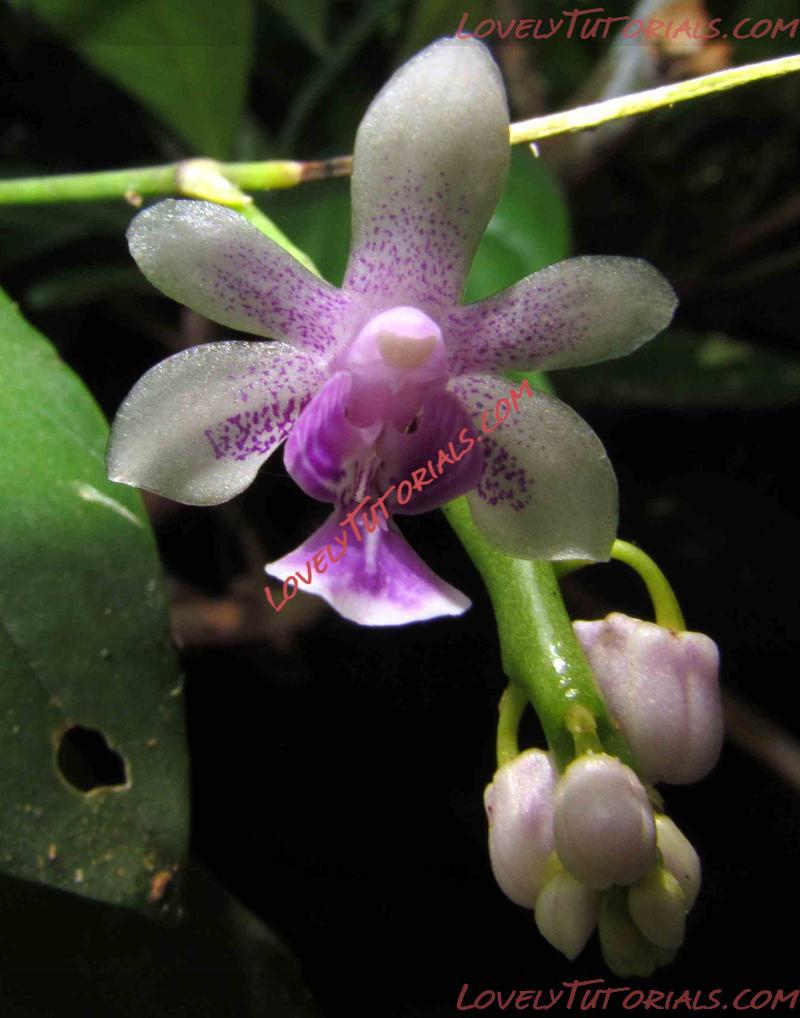 Название: Phalaenopsis deliciosa4.JPG
Просмотров: 0

Размер: 73.6 Кб