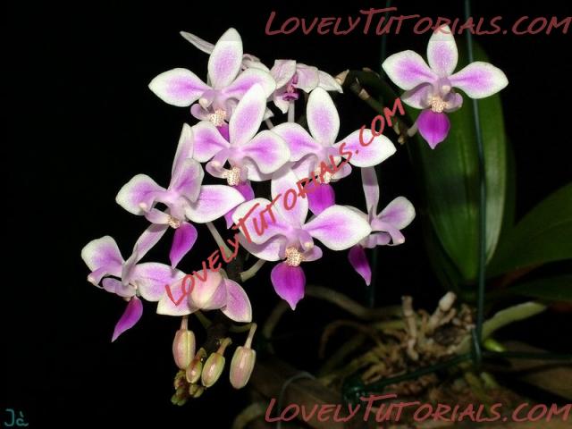 Название: Phalaenopsis deliciosa5.JPG
Просмотров: 0

Размер: 165.4 Кб
