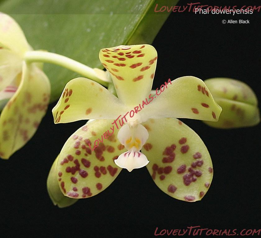 Название: Phalaenopsis doweryensis.jpg
Просмотров: 12

Размер: 131.4 Кб