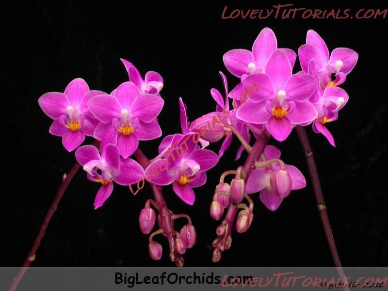 Название: Phalaenopsis equestris4.JPG
Просмотров: 1

Размер: 69.7 Кб
