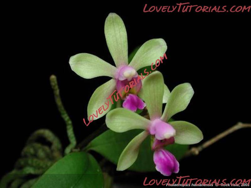 Название: Phalaenopsis hainanensis2.jpg
Просмотров: 0

Размер: 50.7 Кб
