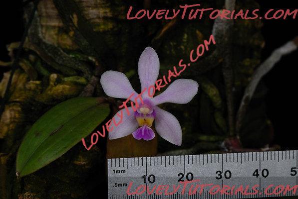 Название: Phalaenopsis hainanensis6.jpg
Просмотров: 0

Размер: 79.2 Кб