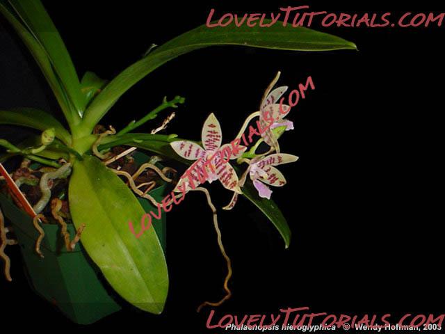 Название: Phalaenopsis hieroglyphica3.jpg
Просмотров: 0

Размер: 34.9 Кб