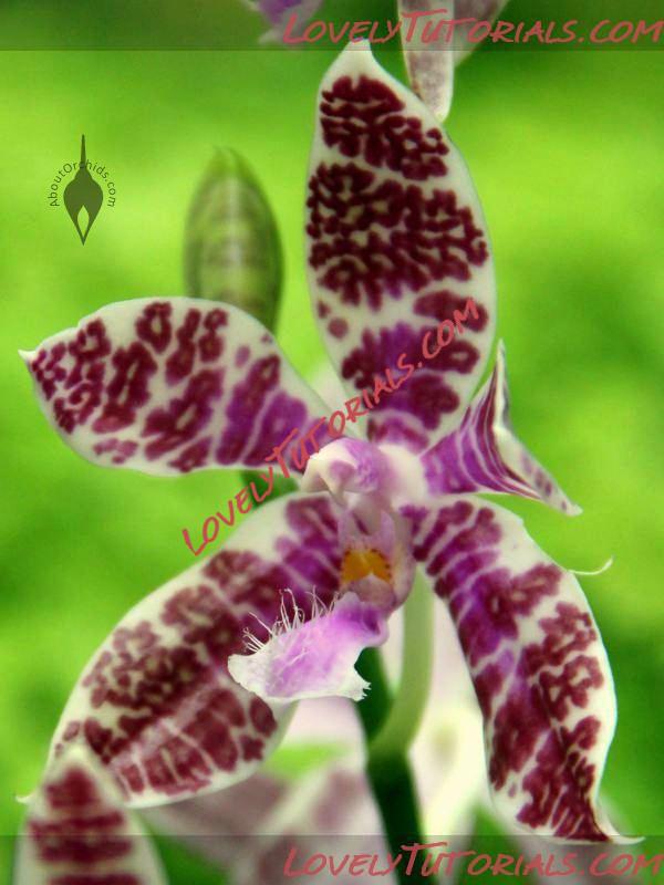 Название: Phalaenopsis hieroglyphica9.JPG
Просмотров: 0

Размер: 57.5 Кб
