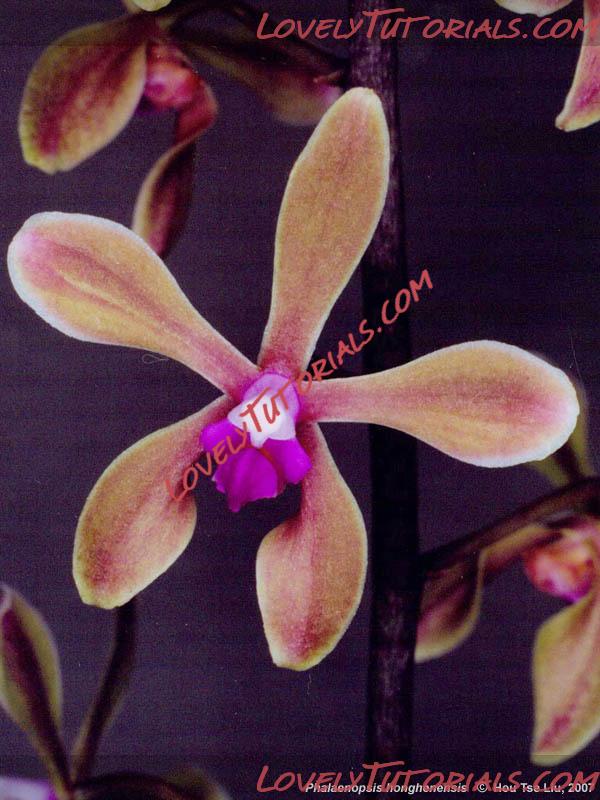 Название: Phalaenopsis honghenensis3.jpg
Просмотров: 0

Размер: 76.5 Кб
