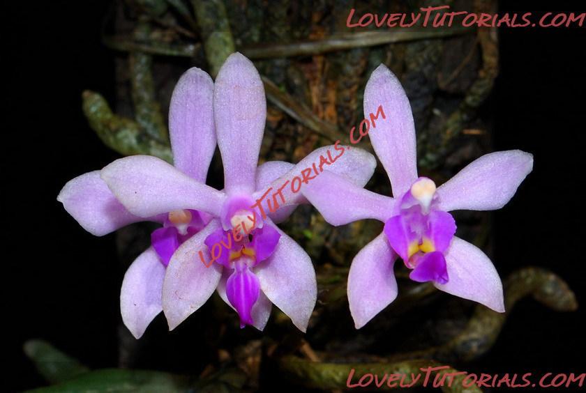 Название: Phalaenopsis honghenensis8.jpg
Просмотров: 0

Размер: 91.9 Кб