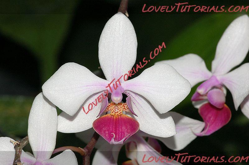 Название: Phalaenopsis intermedia3.JPG
Просмотров: 0

Размер: 63.3 Кб
