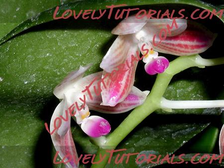 Название: Phalaenopsis javanica5.jpg
Просмотров: 0

Размер: 158.2 Кб