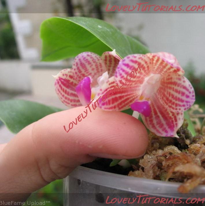 Название: Phalaenopsis javanica7.jpg
Просмотров: 0

Размер: 85.1 Кб