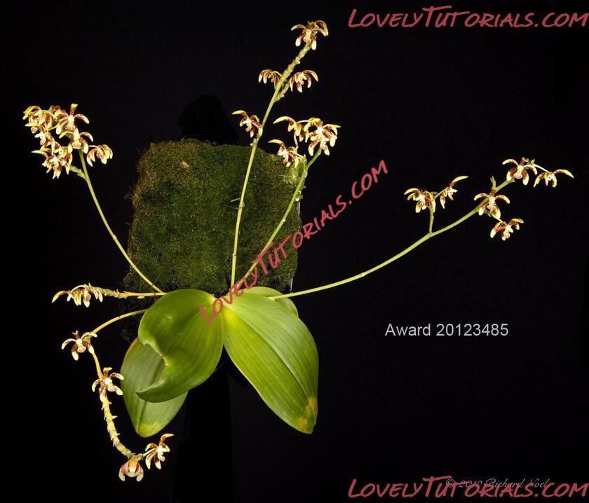 Название: Phalaenopsis kunstleri5.jpg
Просмотров: 0

Размер: 133.3 Кб