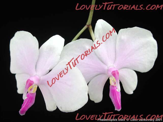 Название: Phalaenopsis lowii3.jpg
Просмотров: 0

Размер: 29.4 Кб