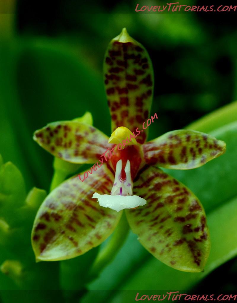 Название: Phalaenopsis luteola.jpg
Просмотров: 0

Размер: 122.1 Кб