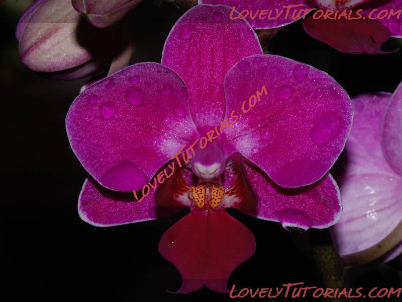 Название: Phalaenopsis Magic Moment.jpg
Просмотров: 0

Размер: 95.9 Кб