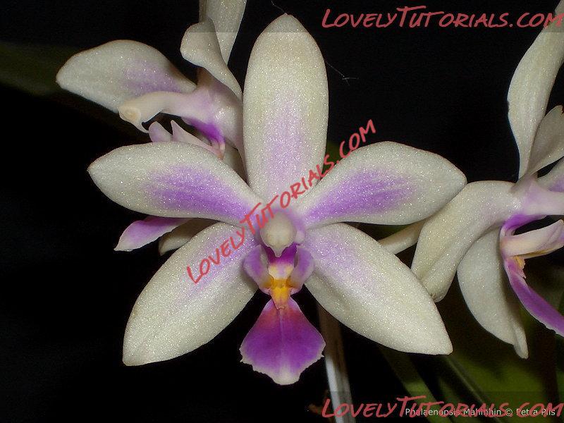 Название: Phalaenopsis Mahinhin.jpg
Просмотров: 0

Размер: 125.6 Кб