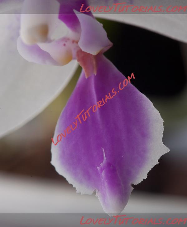 Название: Phalaenopsis Mahinhin6.jpg
Просмотров: 0

Размер: 88.1 Кб