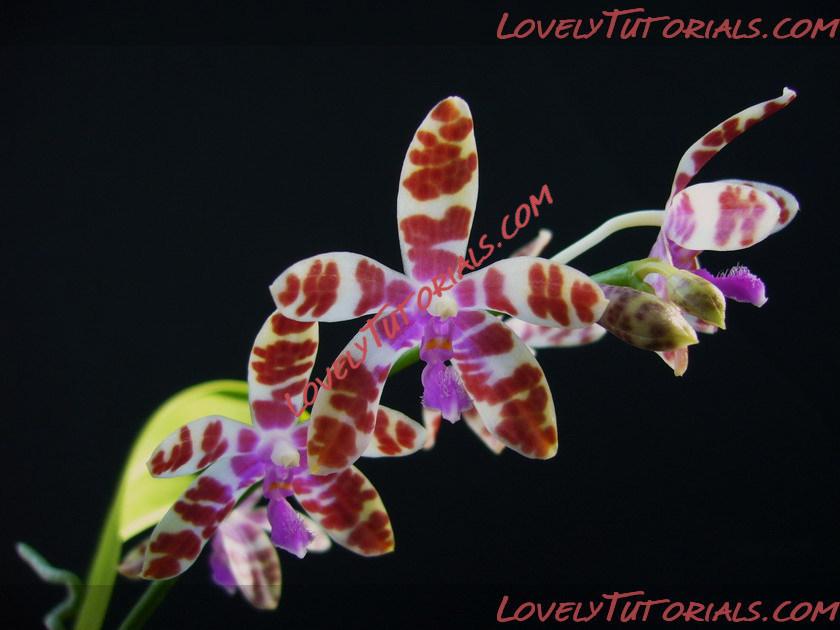 Название: Phalaenopsis mariae5.jpg
Просмотров: 0

Размер: 93.4 Кб