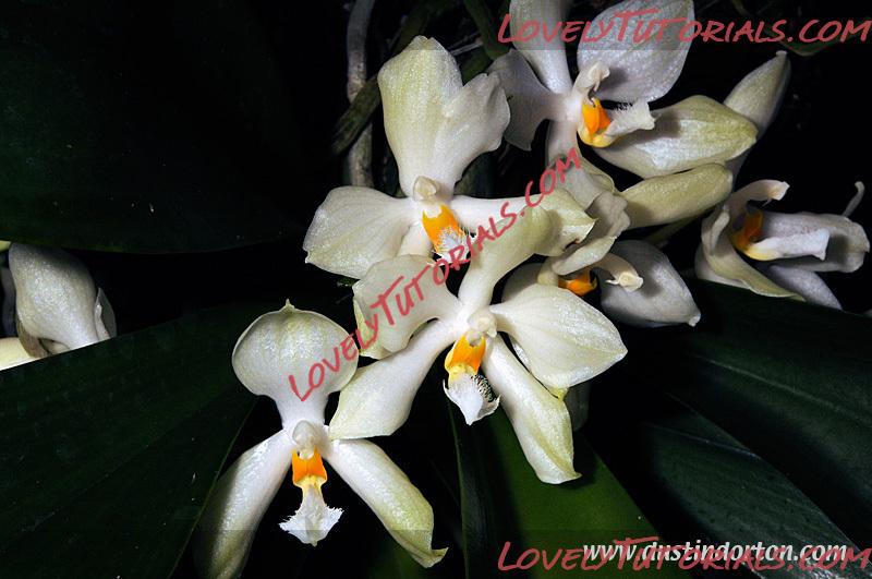 Название: Phalaenopsis micholitzii2.jpg
Просмотров: 0

Размер: 145.7 Кб