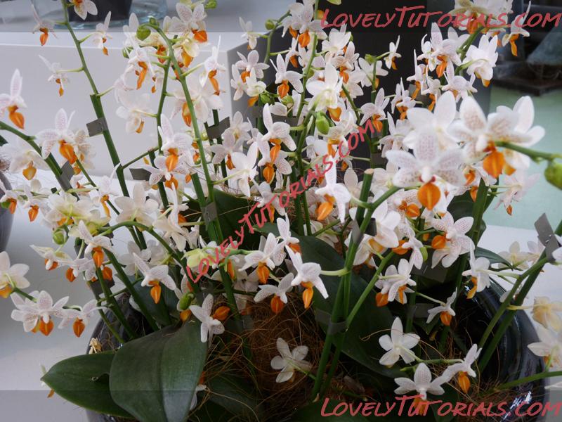 Название: Phalaenopsis Mini Mark5.jpg
Просмотров: 0

Размер: 474.2 Кб