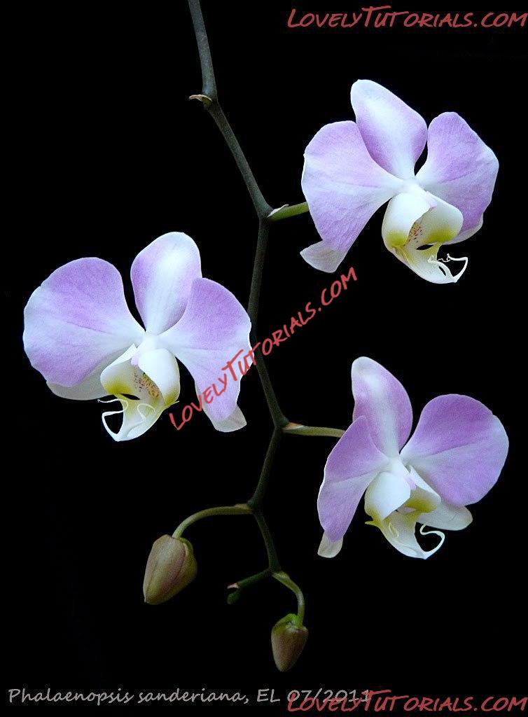 Название: Phalaenopsis sanderiana5.JPG
Просмотров: 0

Размер: 68.0 Кб