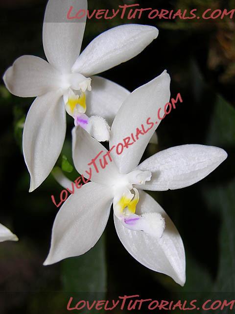 Название: Phalaenopsis tetraspis.jpg
Просмотров: 0

Размер: 47.1 Кб