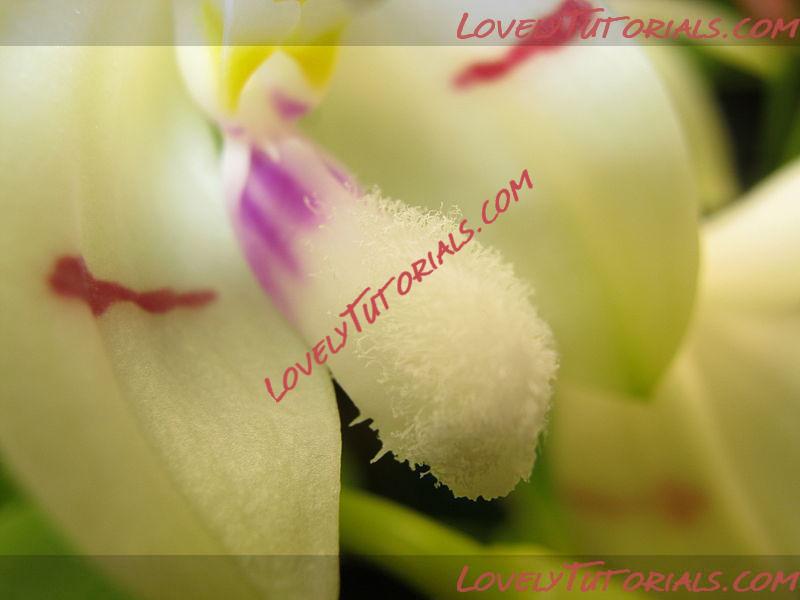 Название: Phalaenopsis tetraspis3.jpg
Просмотров: 0

Размер: 33.9 Кб