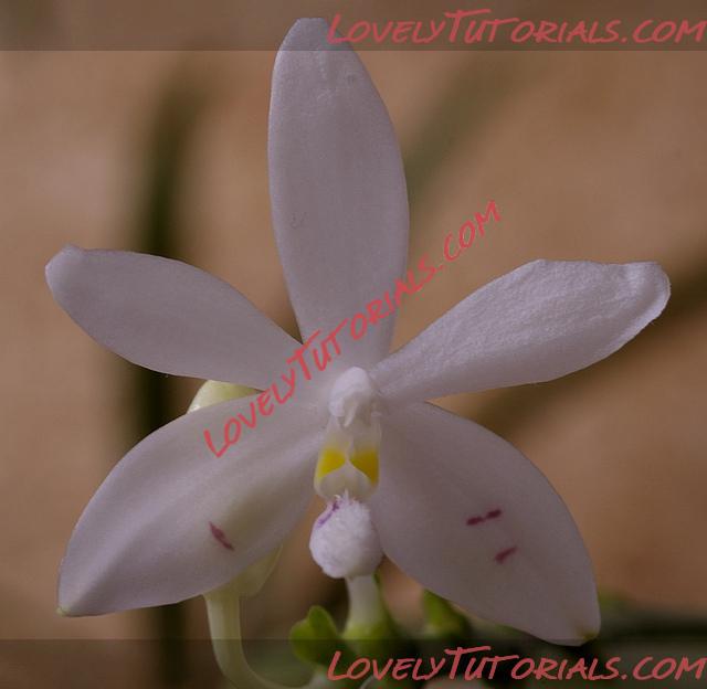Название: Phalaenopsis tetraspis7.jpg
Просмотров: 0

Размер: 118.8 Кб