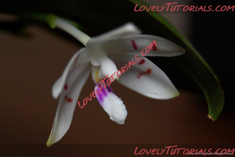 Название: Phalaenopsis tetraspis8.jpg
Просмотров: 0

Размер: 156.8 Кб