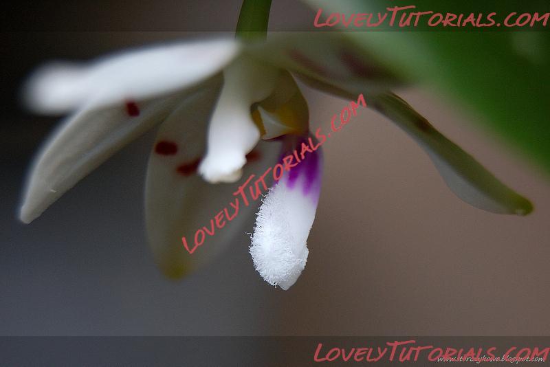 Название: Phalaenopsis tetraspis9.jpg
Просмотров: 0

Размер: 163.9 Кб