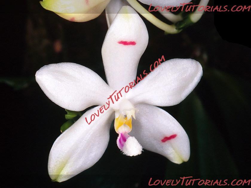 Название: Phalaenopsis tetraspis10.jpg
Просмотров: 20

Размер: 86.2 Кб