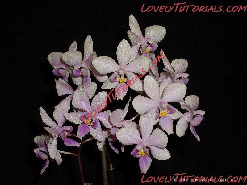 Название: Phalaenopsis Veitchiana.jpg
Просмотров: 0

Размер: 118.9 Кб