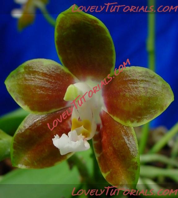 Название: Phalaenopsis venosa2.jpg
Просмотров: 1

Размер: 212.8 Кб