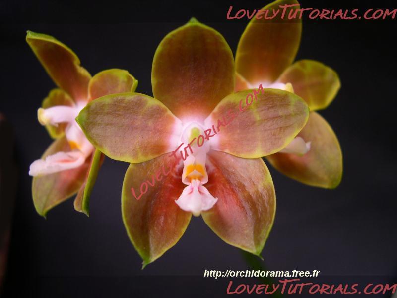 Название: Phalaenopsis venosa3.JPG
Просмотров: 1

Размер: 37.6 Кб