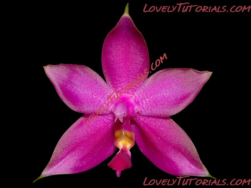 Название: Phalaenopsis violacea.jpg
Просмотров: 3

Размер: 180.8 Кб