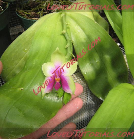 Название: Phalaenopsis violacea6.jpg
Просмотров: 0

Размер: 89.4 Кб