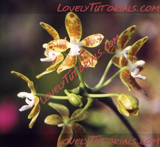 Название: Phalaenopsis viridis.jpg
Просмотров: 0

Размер: 53.2 Кб