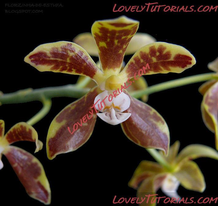 Название: Phalaenopsis viridis2.jpg
Просмотров: 13

Размер: 83.2 Кб