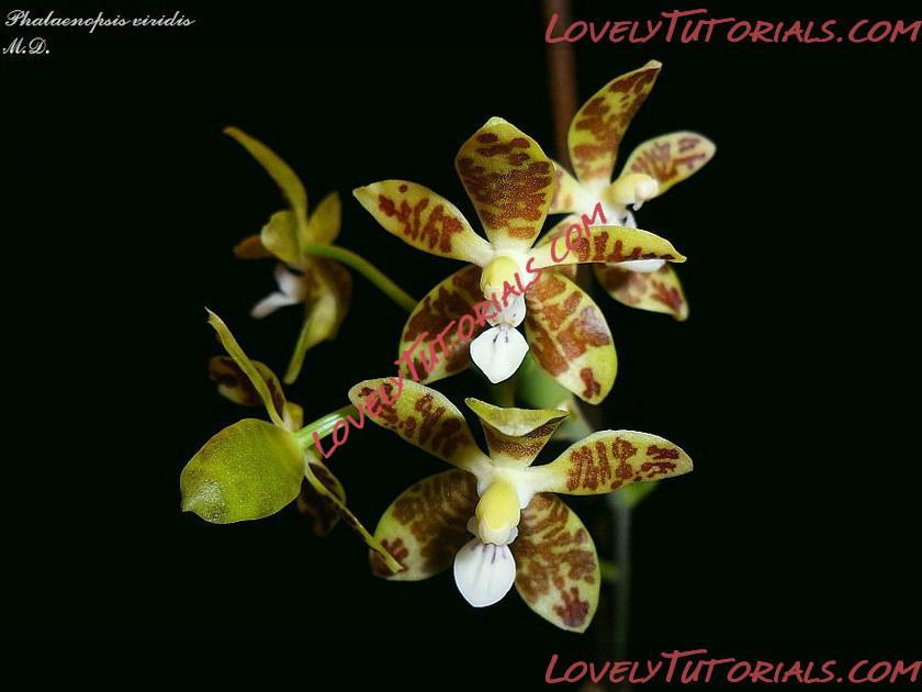 Название: Phalaenopsis viridis6.jpg
Просмотров: 1

Размер: 72.8 Кб