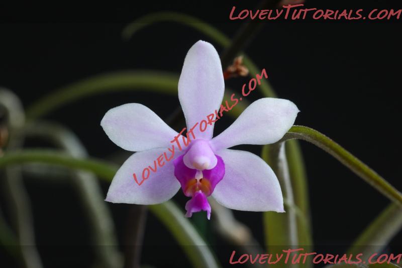 Название: Phalaenopsis wilsonii.jpg
Просмотров: 0

Размер: 108.1 Кб