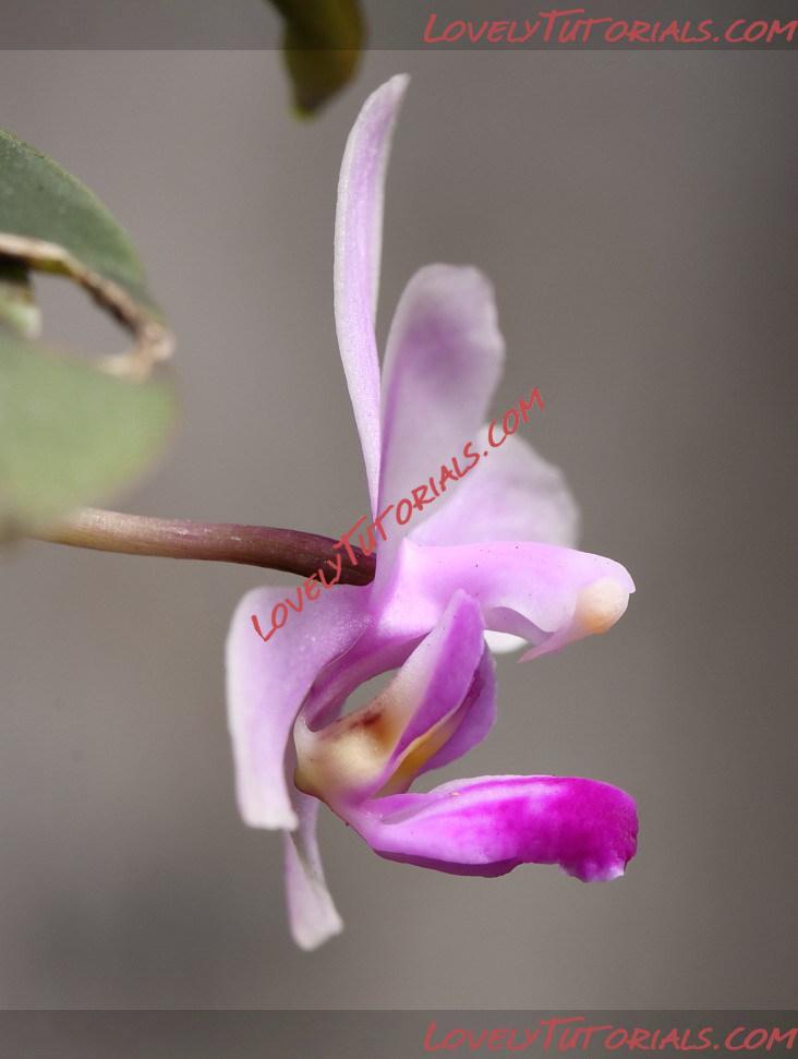 Название: Phalaenopsis wilsonii2.jpg
Просмотров: 0

Размер: 81.8 Кб