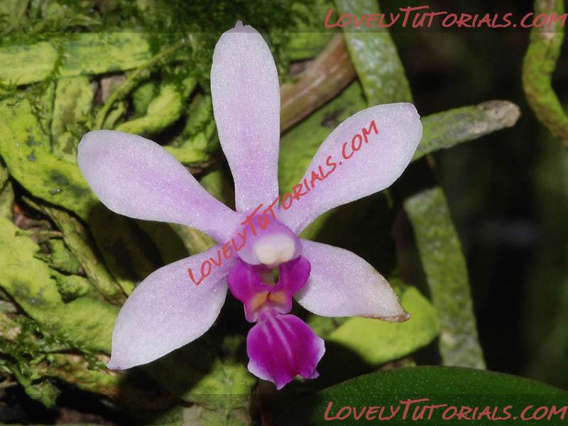 Название: Phalaenopsis wilsonii5.jpg
Просмотров: 0

Размер: 103.6 Кб