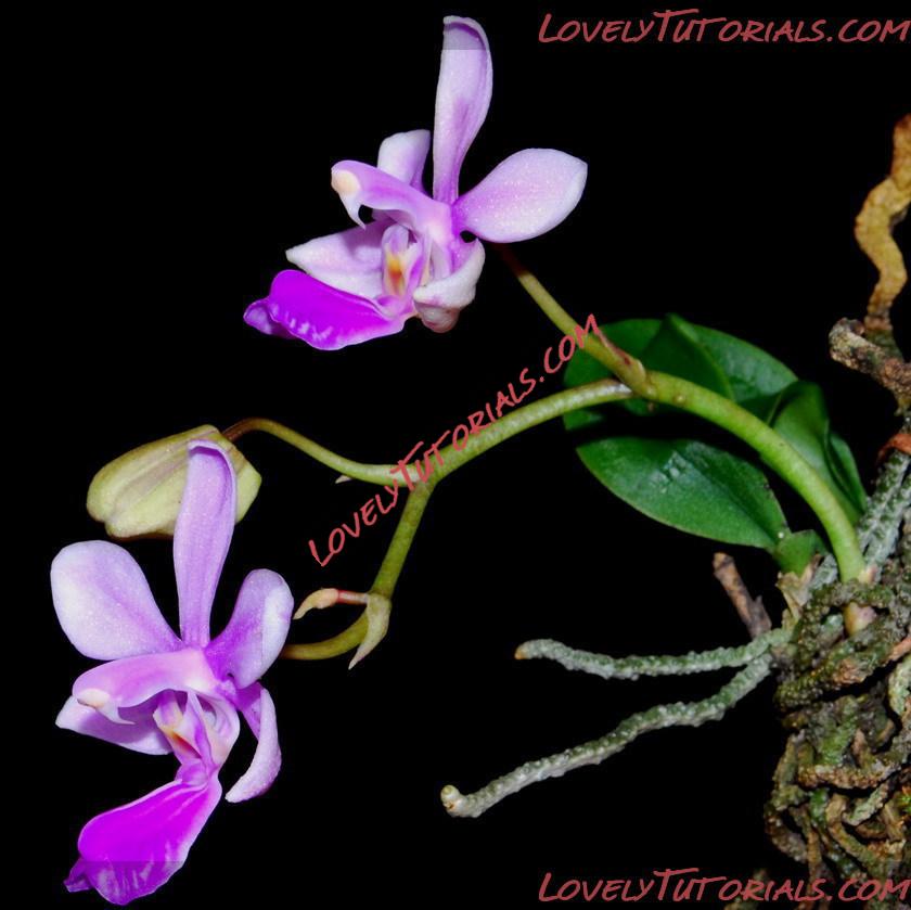 Название: Phalaenopsis wilsonii6.jpg
Просмотров: 0

Размер: 110.1 Кб