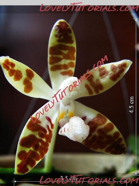 Название: Phalaenopsis zebrina.jpg
Просмотров: 0

Размер: 75.4 Кб