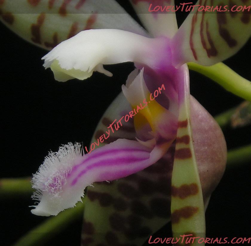 Название: Phalaenopsis zebrina4.jpg
Просмотров: 0

Размер: 123.8 Кб