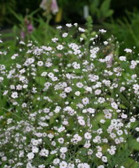 Gypsophila paniculata Flamingo