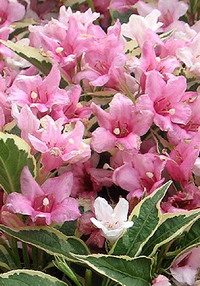 2562857672 763300bd00 o