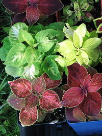 800px Coleus hybrids Wizard